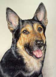 Portrait animalier du berger allemand Djimy